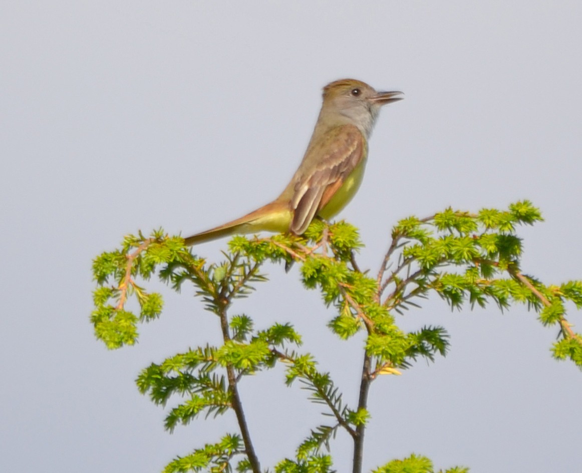 Great Crested Flycatcher - Michael J Good