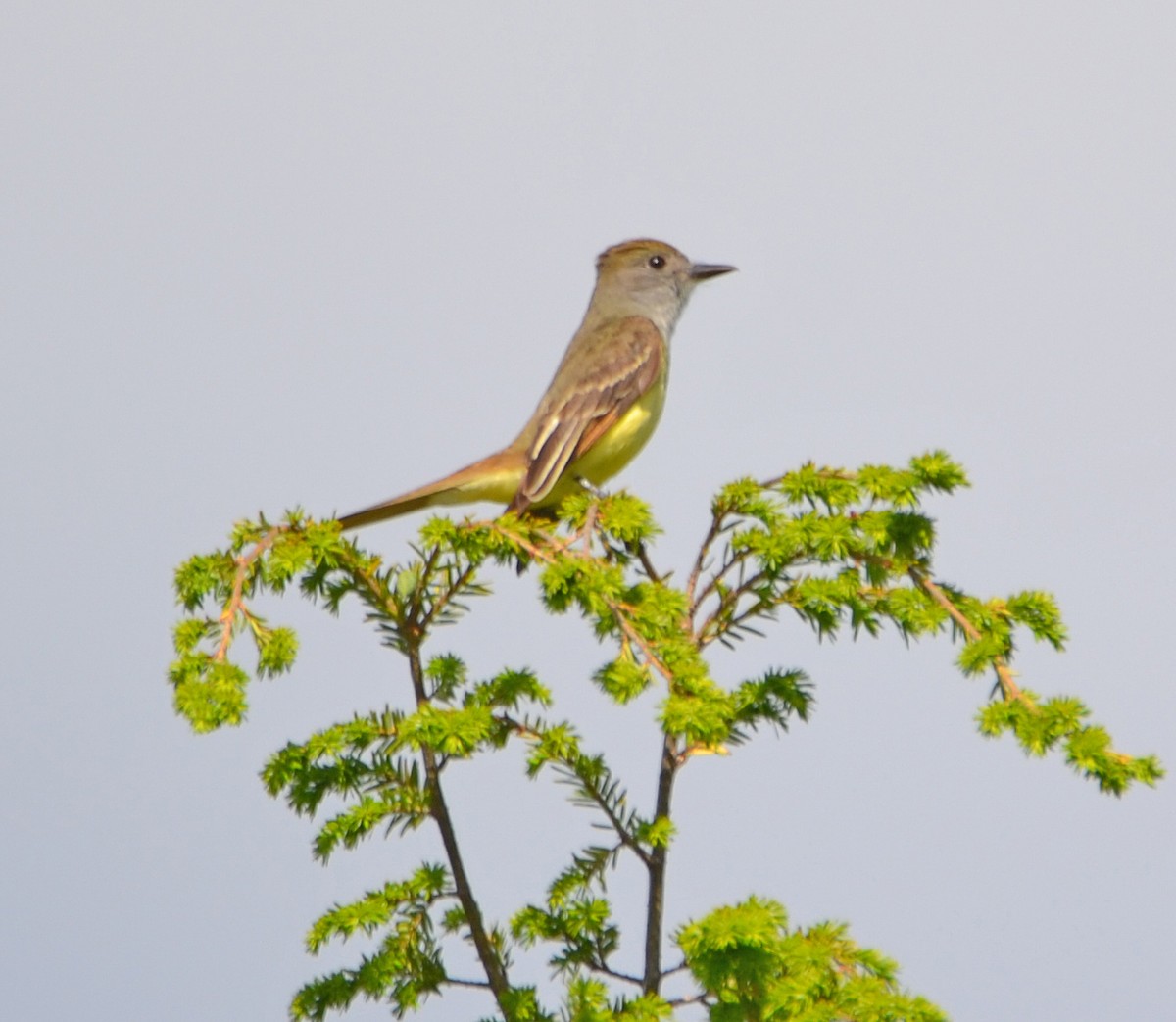 Great Crested Flycatcher - Michael J Good