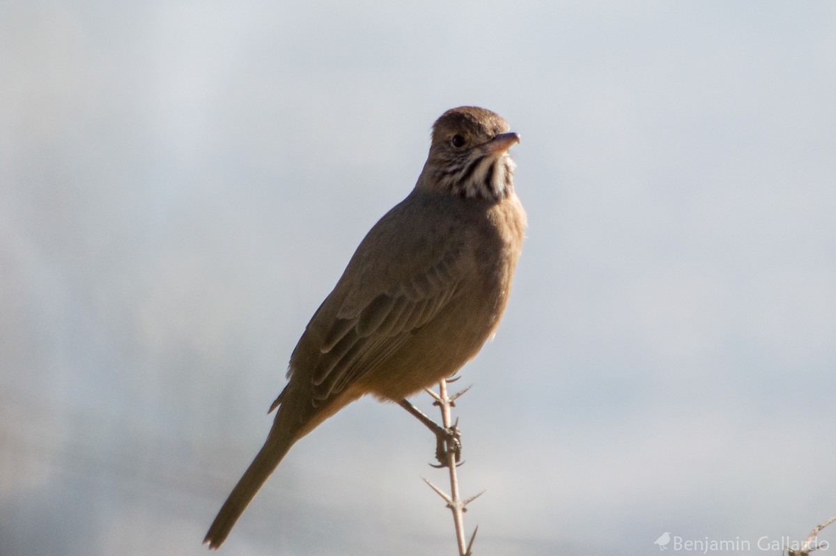 Great Shrike-Tyrant - ML104956011