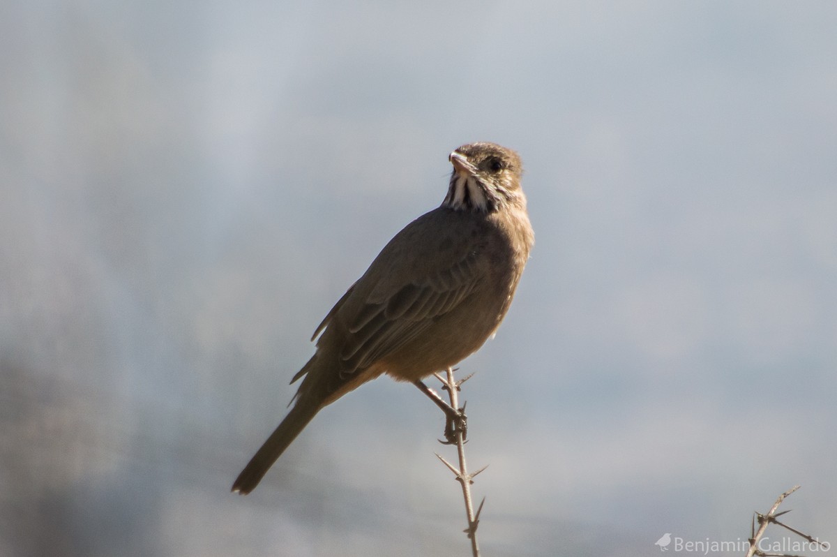 Great Shrike-Tyrant - ML104956021