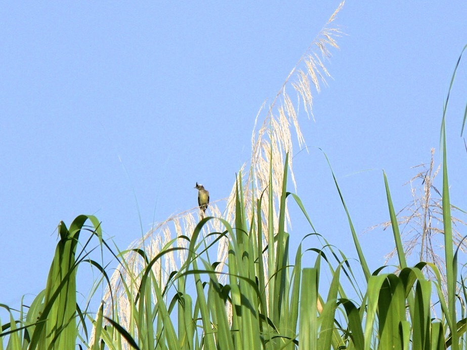 Mottle-backed Elaenia - ML104957901