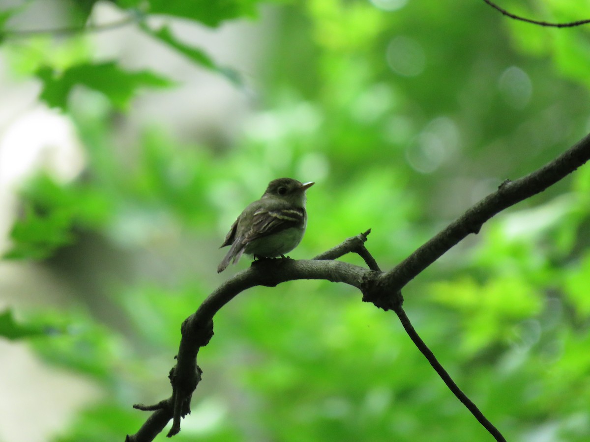 Buchenschnäppertyrann - ML104959071