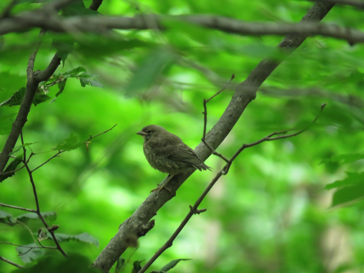 Brown-headed Cowbird - ML104959501