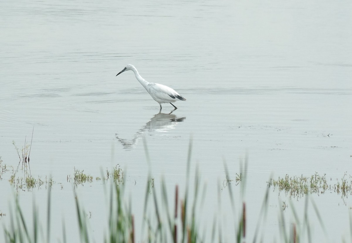 Little Blue Heron - ML104959791