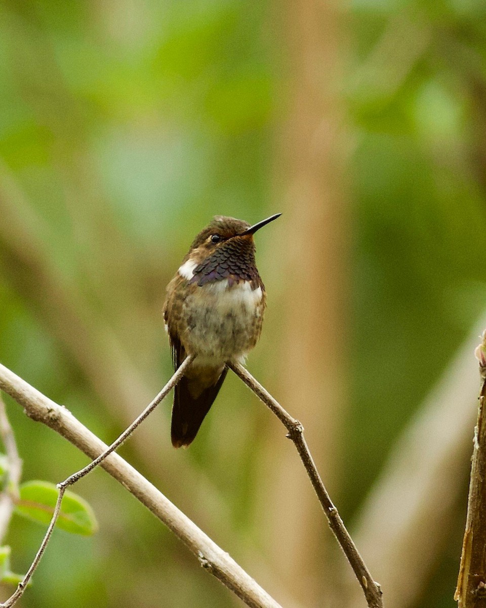 Volcano Hummingbird - Doug Cooper