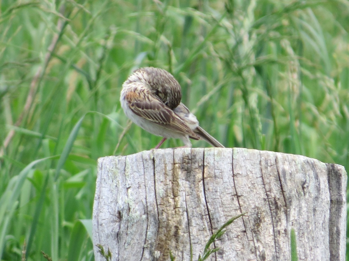 Vesper Sparrow - ML104961161