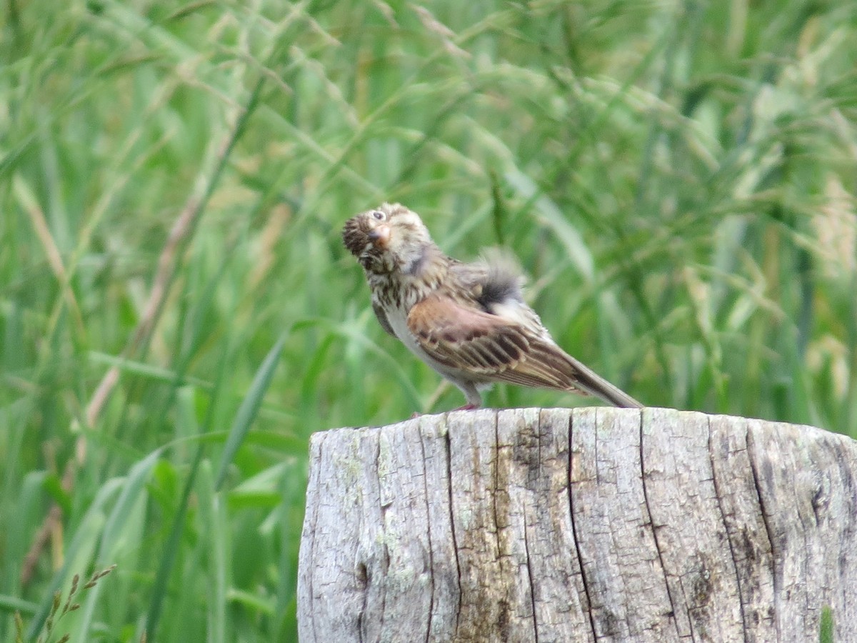 Vesper Sparrow - ML104961471