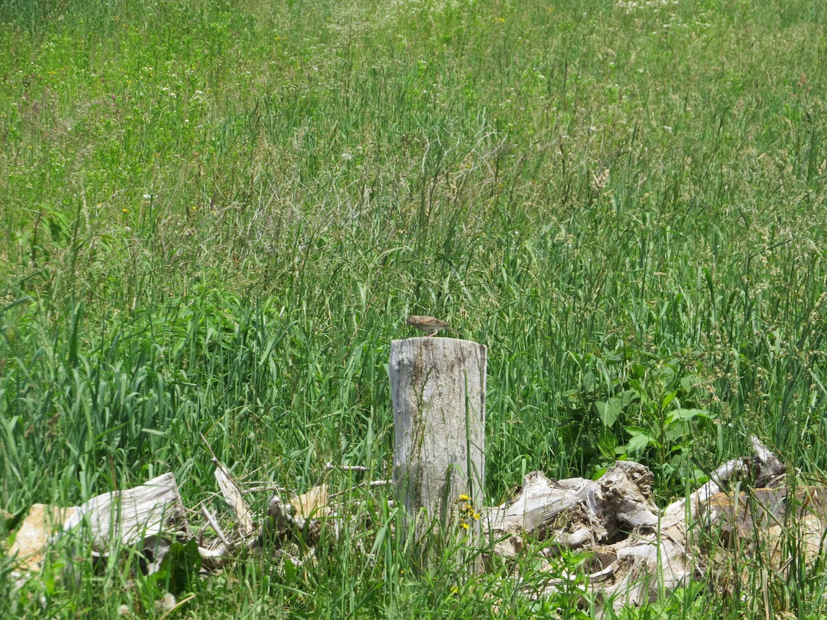 Vesper Sparrow - ML104961881