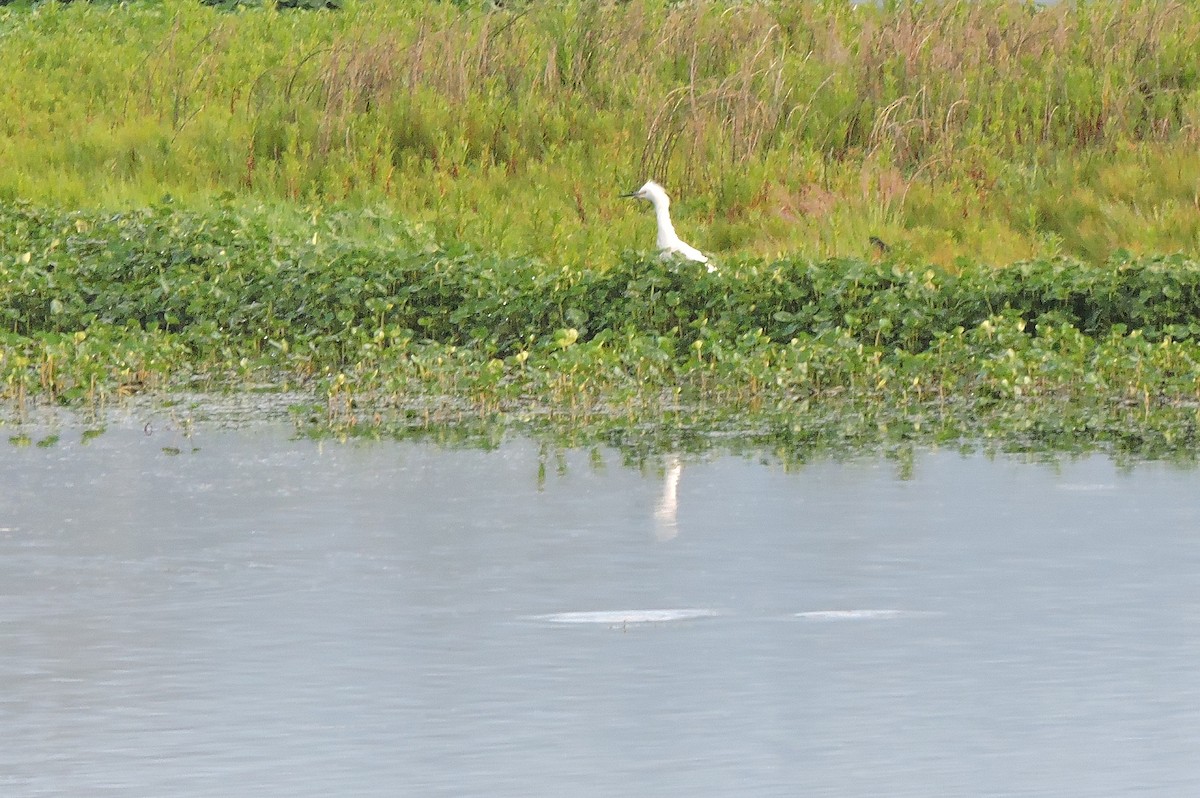 Snowy Egret - ML104962371