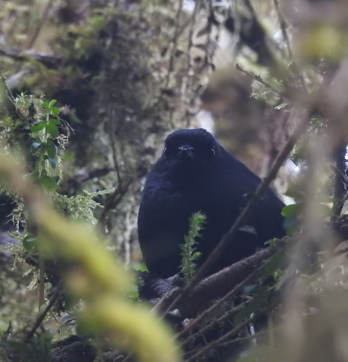 Large-footed Tapaculo - Daniel Lane