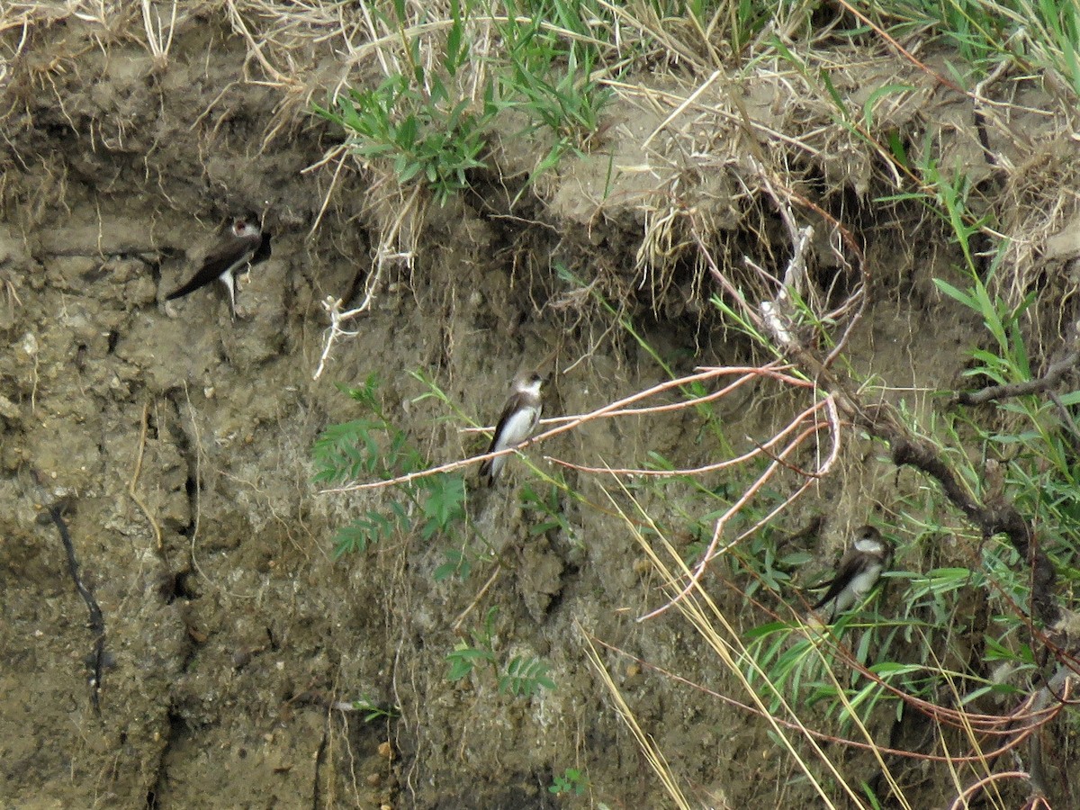 Bank Swallow - ML104962981