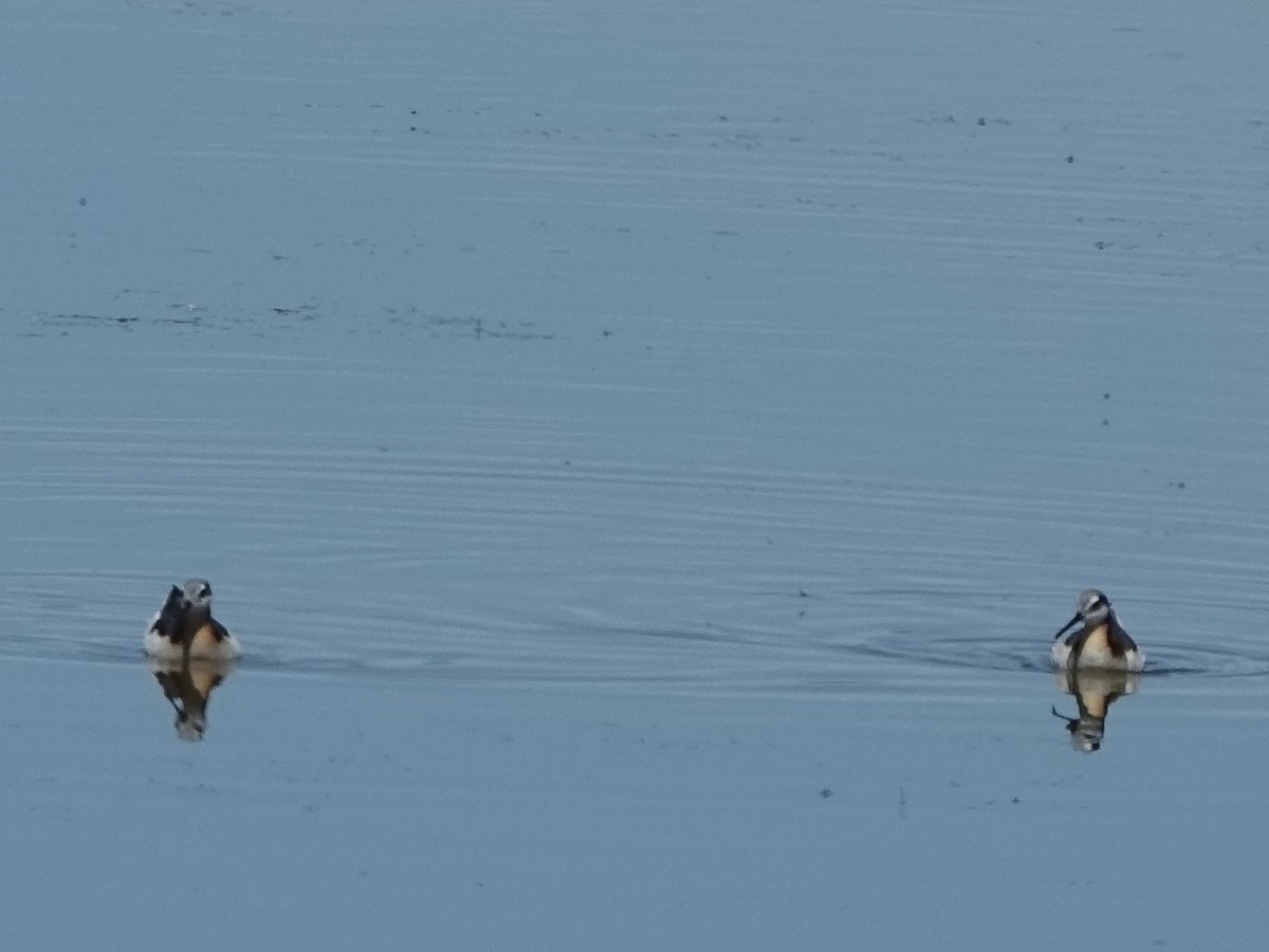 Wilson's Phalarope - Lisa Hug