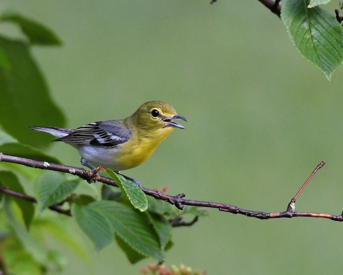 Yellow-throated Vireo - ML104965301