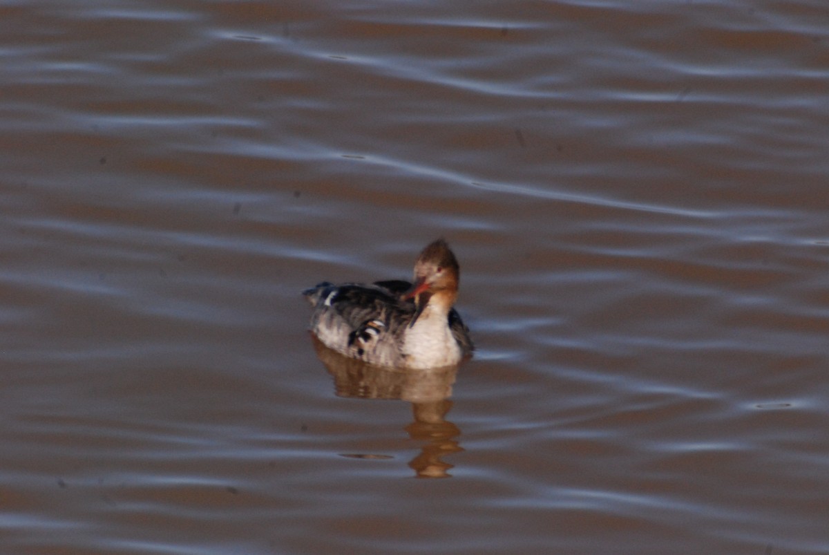 Red-breasted Merganser - ML104966101