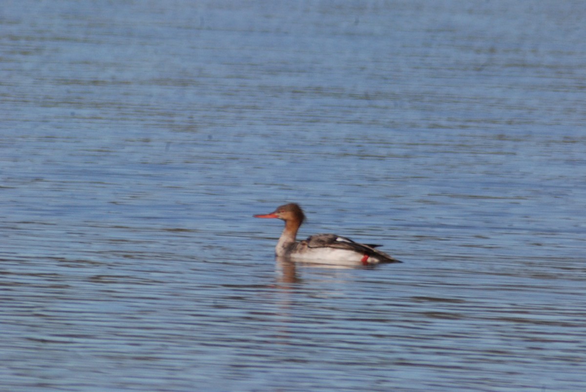 Red-breasted Merganser - ML104966141