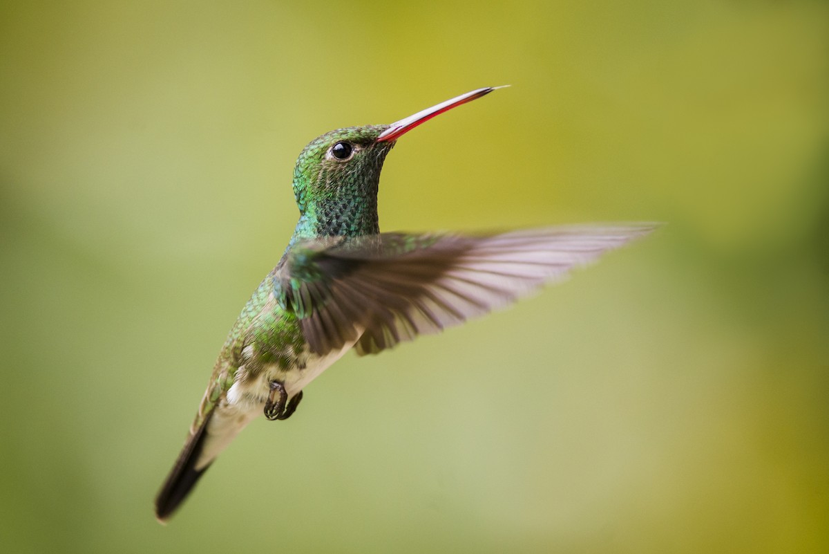 Glittering-throated Emerald - ML104966631