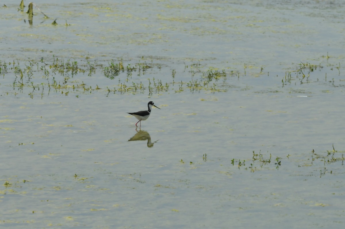 Black-necked Stilt - Ashley Peters