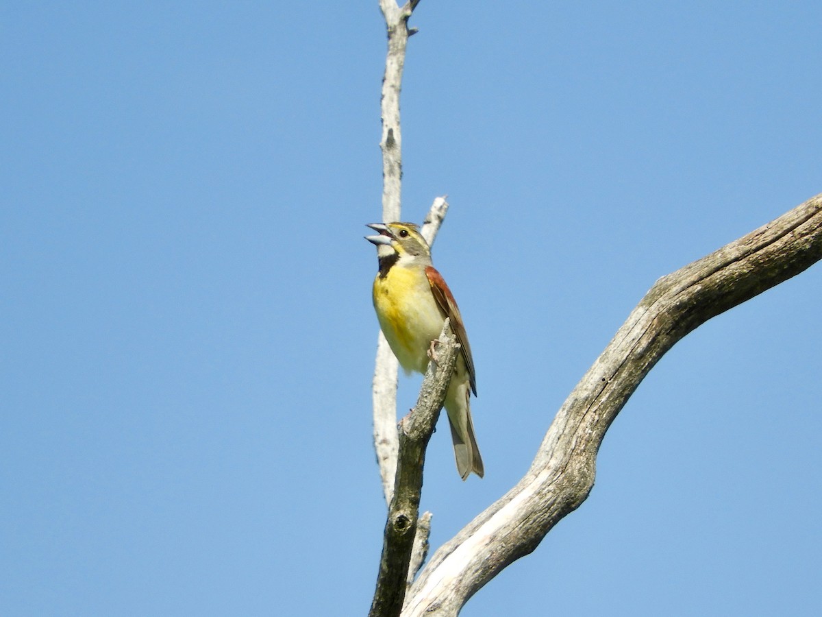 Dickcissel d'Amérique - ML104967591