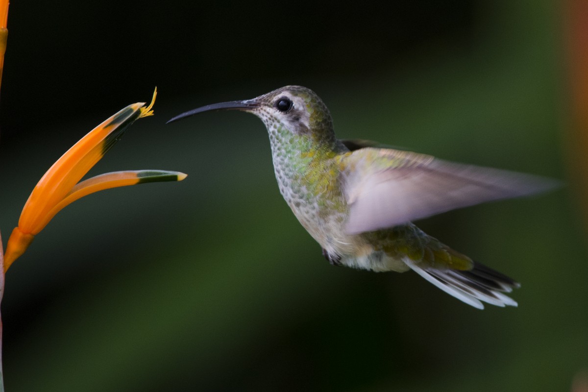 White-tailed Goldenthroat - ML104968031