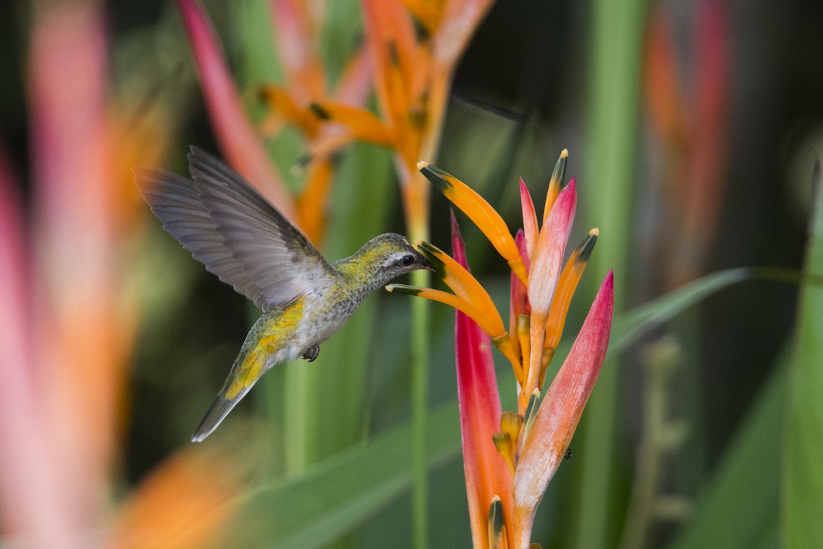 Colibri guaïnumbi - ML104968251