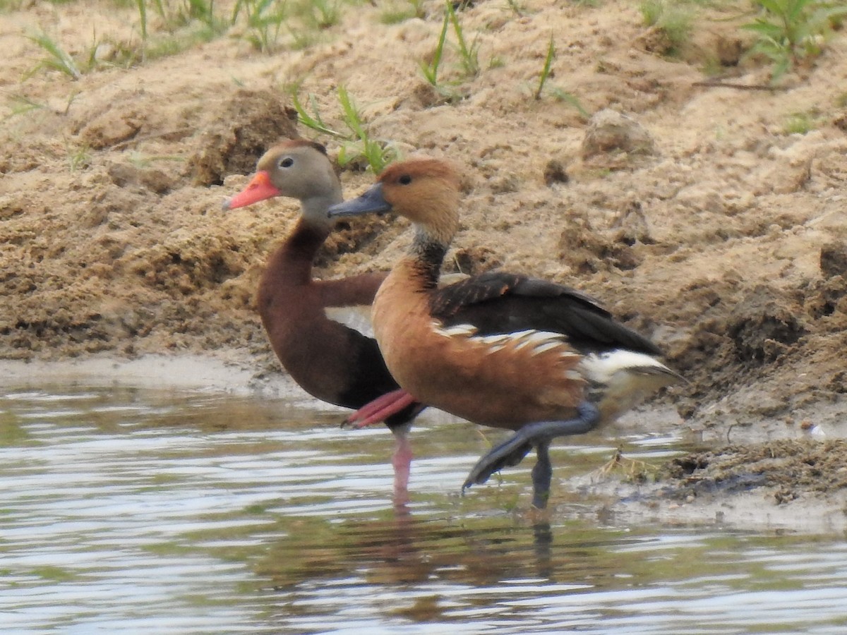 Fulvous Whistling-Duck - ML104968271