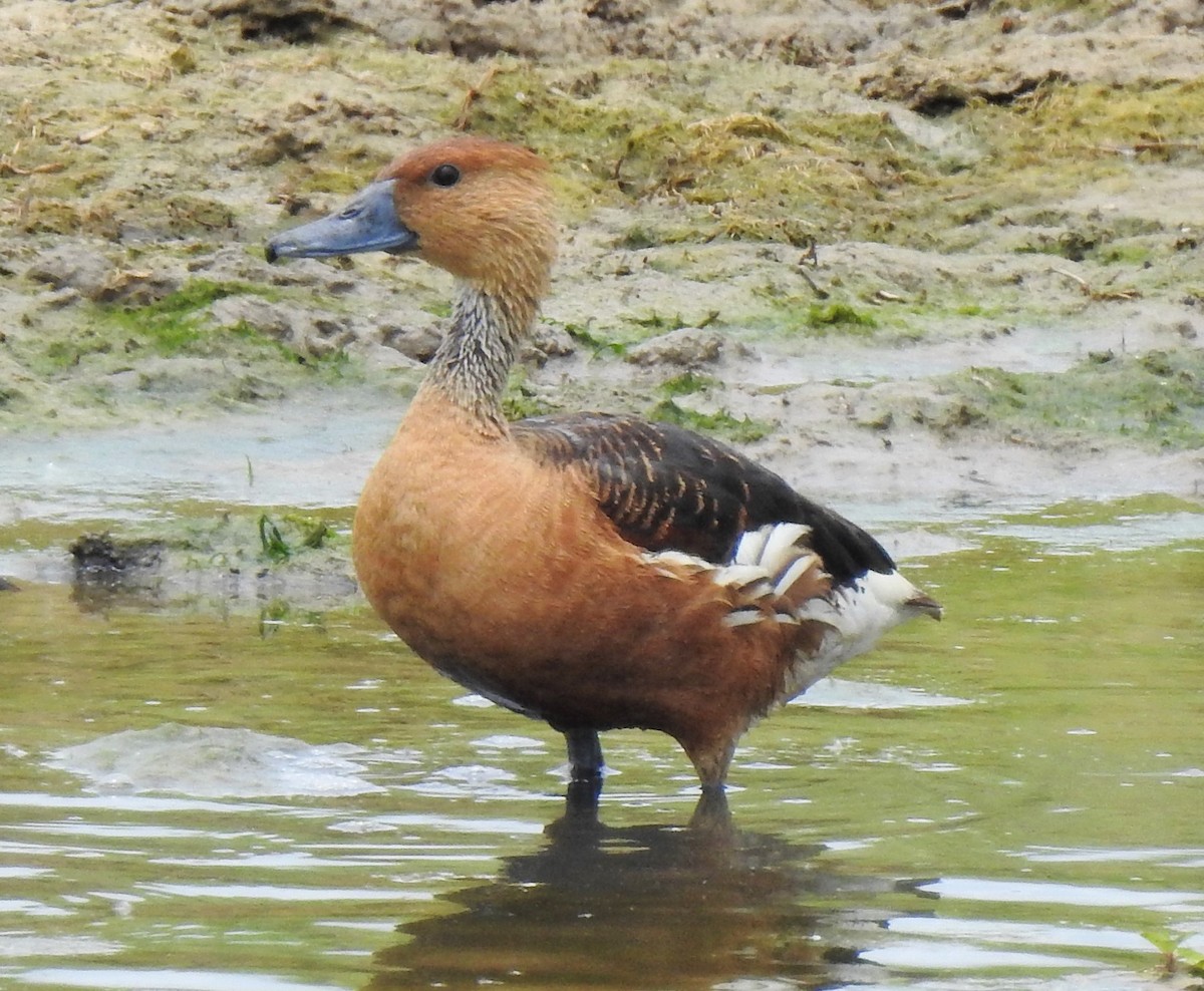Fulvous Whistling-Duck - ML104968301