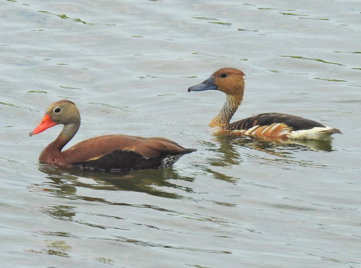 Fulvous Whistling-Duck - ML104968331