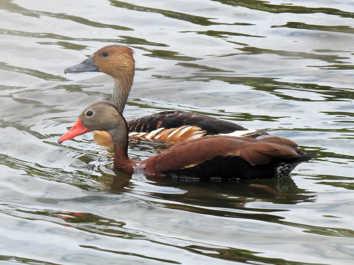 Fulvous Whistling-Duck - ML104968341