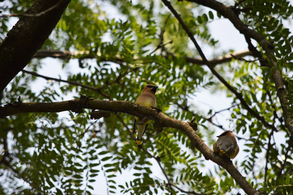 Cedar Waxwing - Jordin  Hartwig