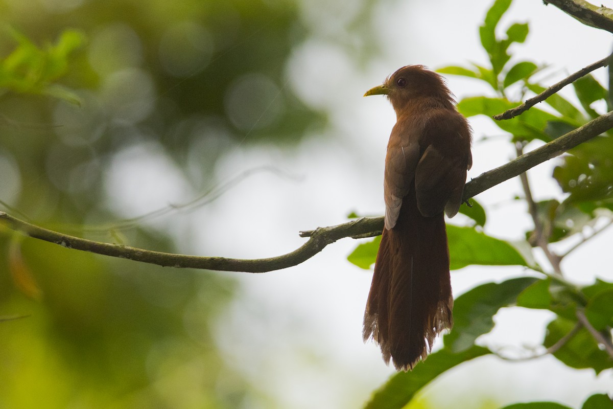 Little Cuckoo - ML104968591