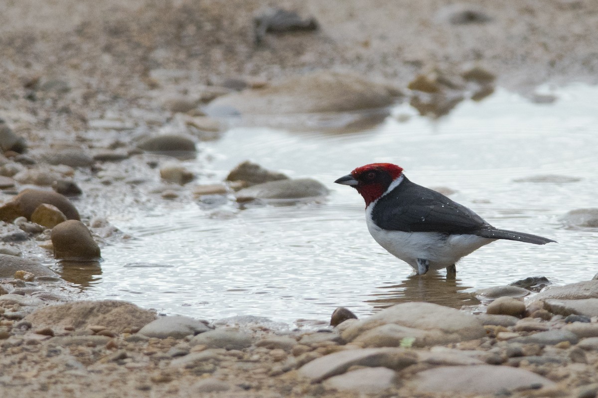 Masked Cardinal - ML104968661