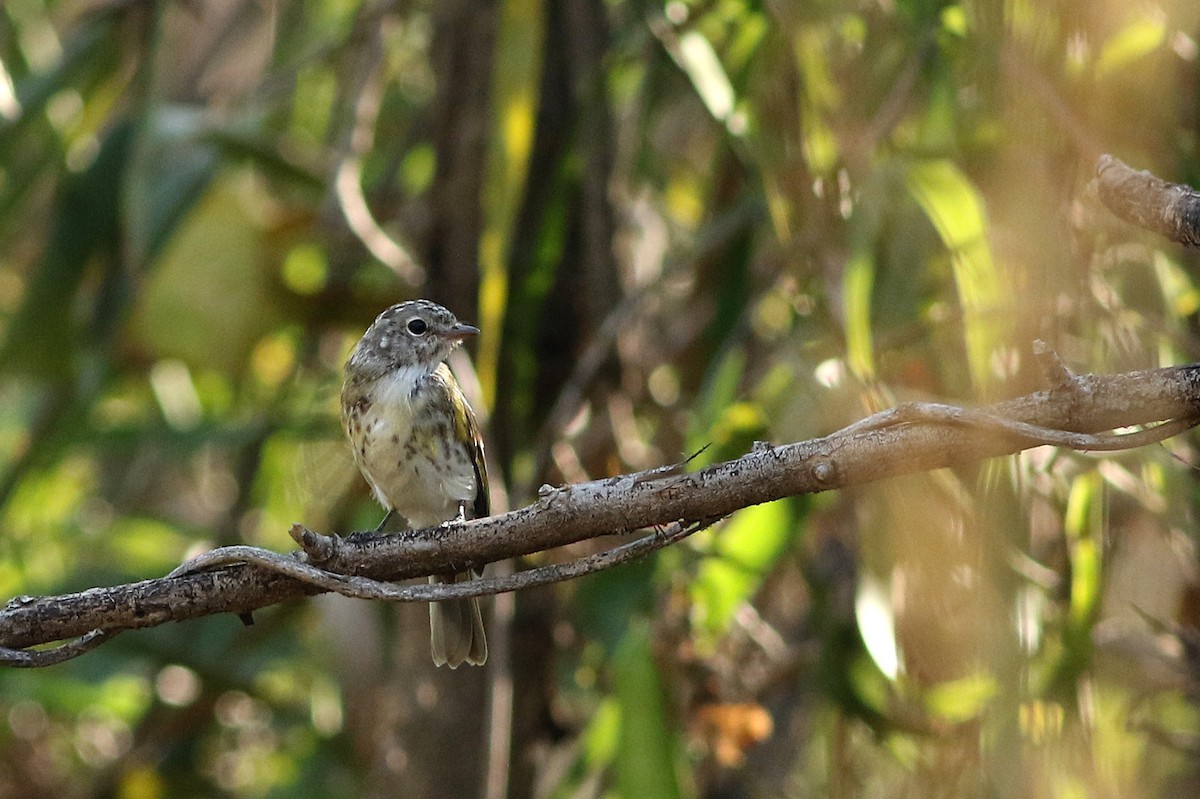 Lemon-bellied Flyrobin (Lemon-bellied) - Meng-Chieh (孟婕) FENG (馮)