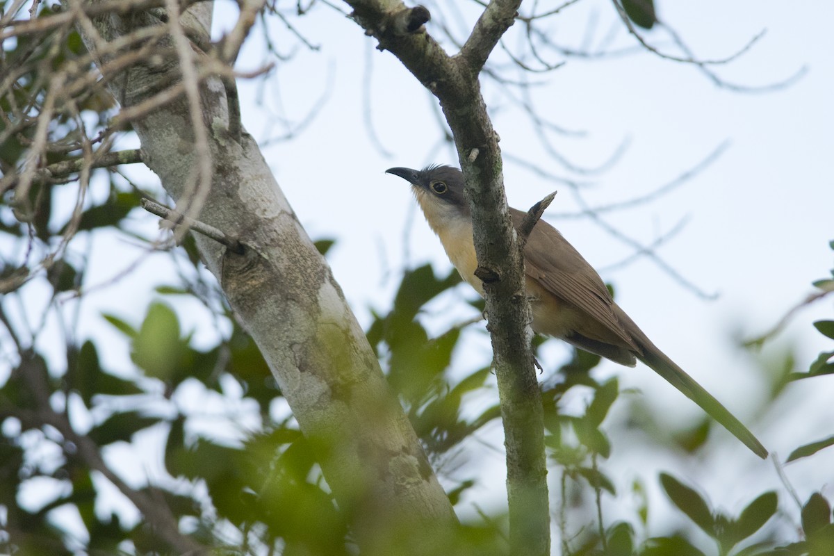 Dark-billed Cuckoo - ML104968931