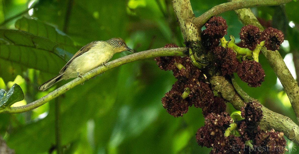 Rusty-crowned Babbler - Forest Botial-Jarvis