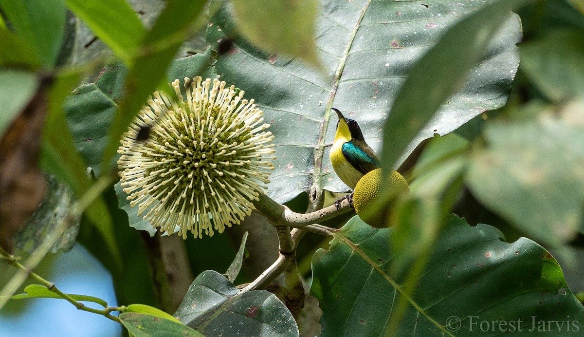 Glanzflügel-Nektarvogel (pulcherrima) - ML104972641