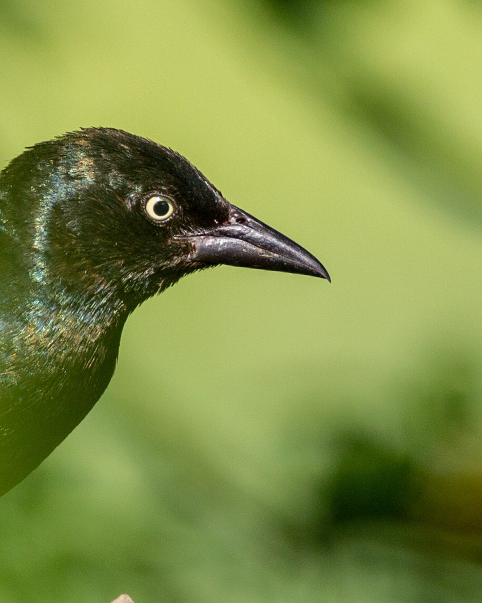 Common Grackle - ML104973011