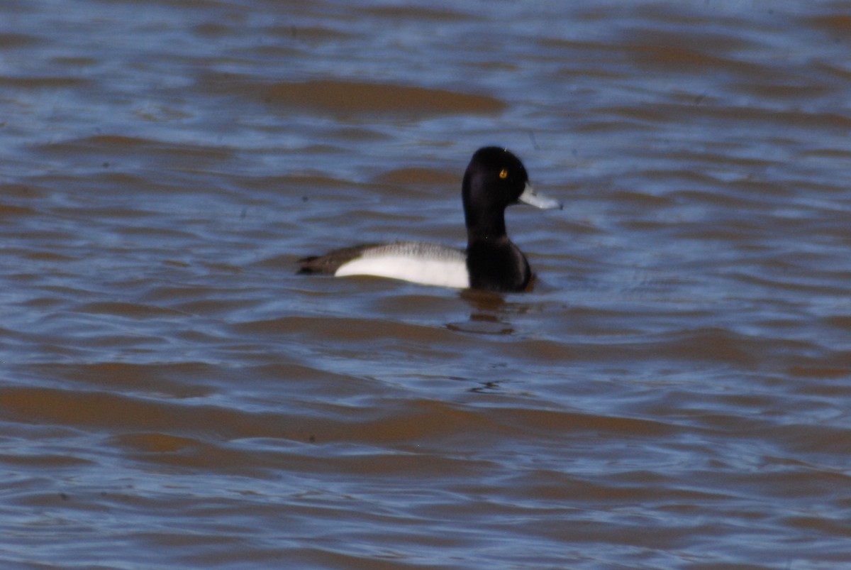 Lesser Scaup - ML104973341