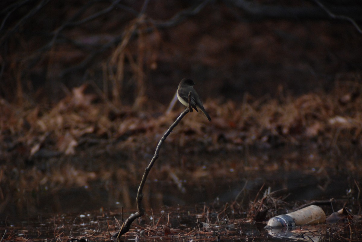 Eastern Phoebe - ML104973951