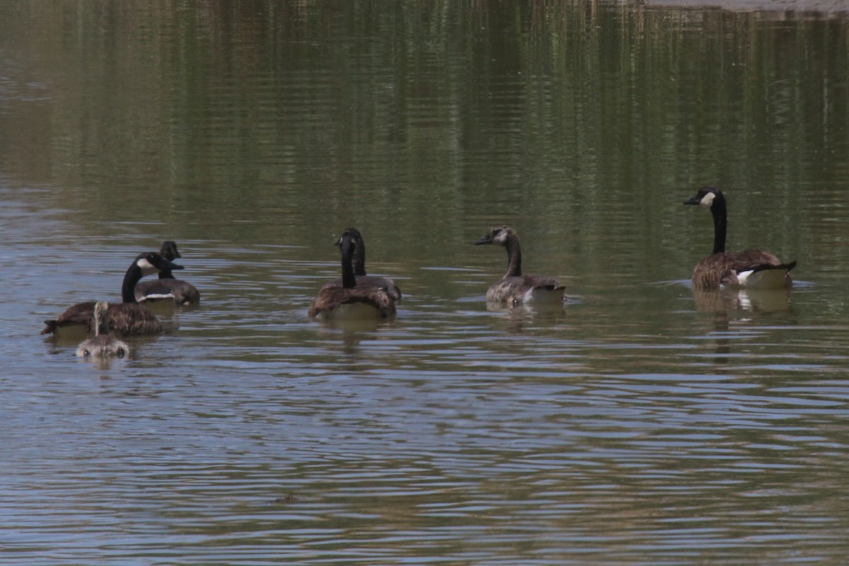 Canada Goose (canadensis Group) - ML104974931
