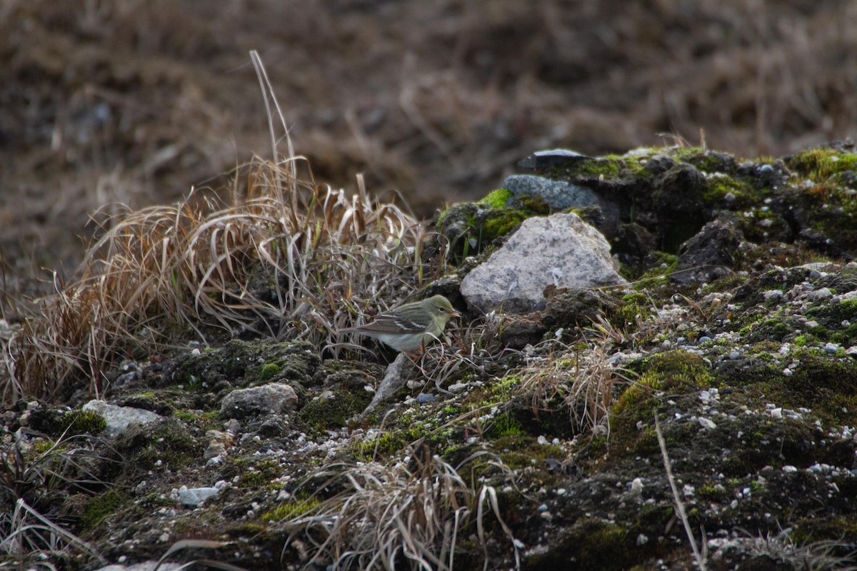 Blackpoll Warbler - ML104974961