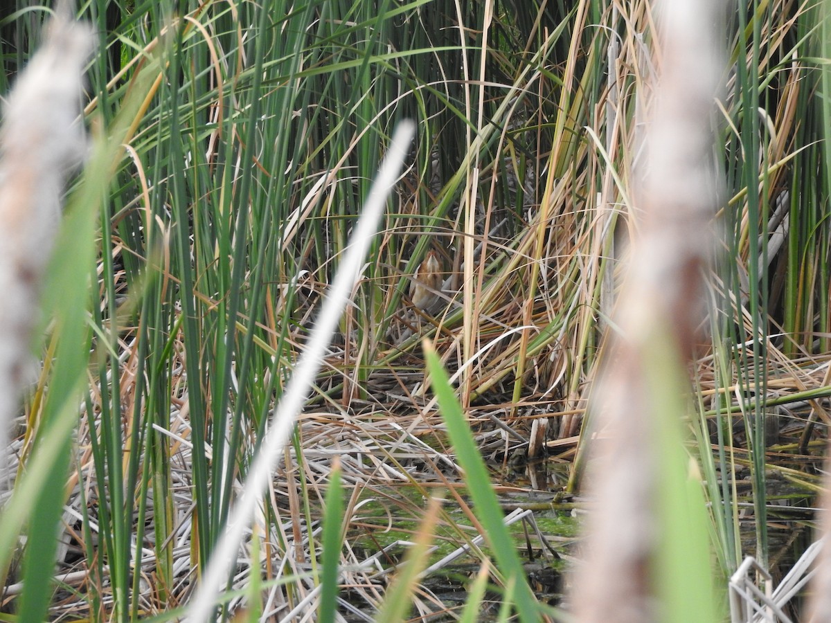 Least Bittern - ML104975471