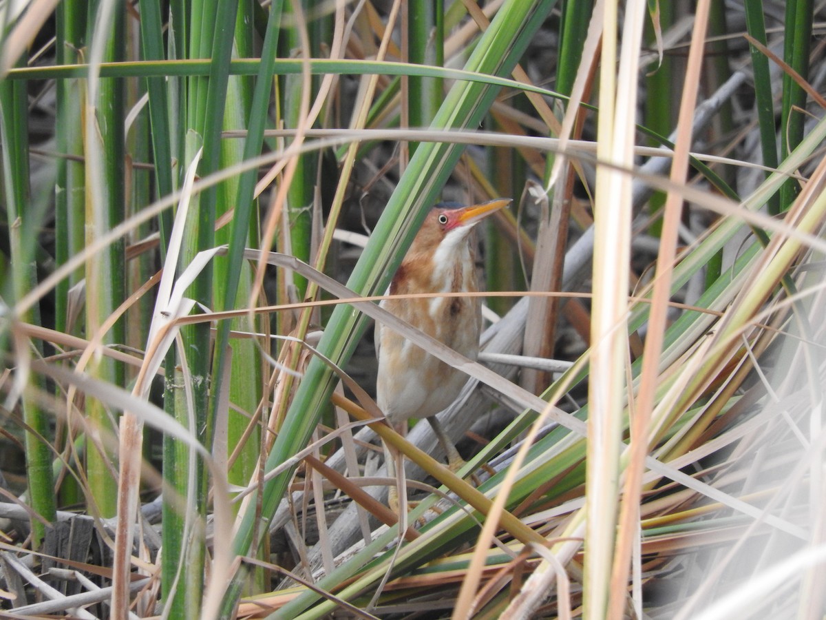 Least Bittern - ML104975491