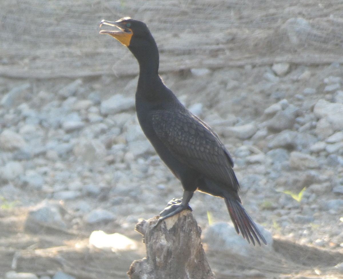 Kulaklı Karabatak - ML104975561
