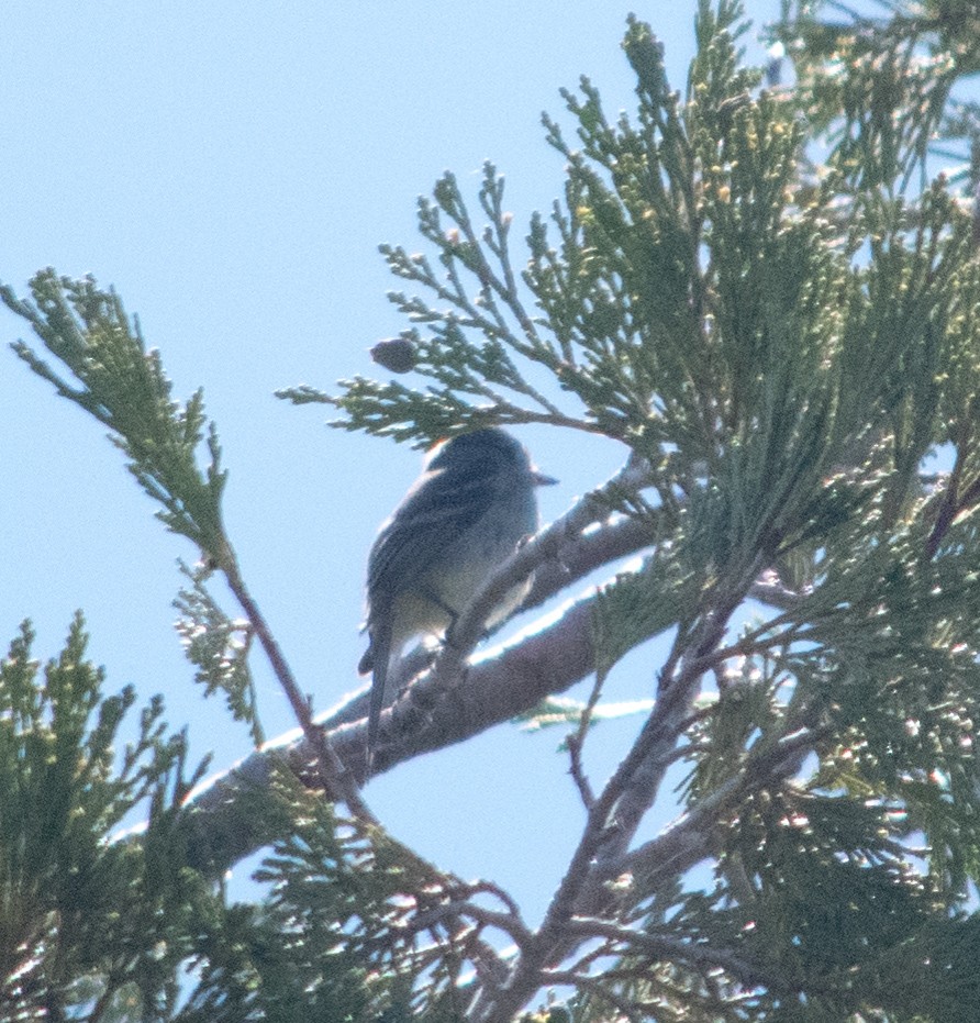 Dusky Flycatcher - ML104975931