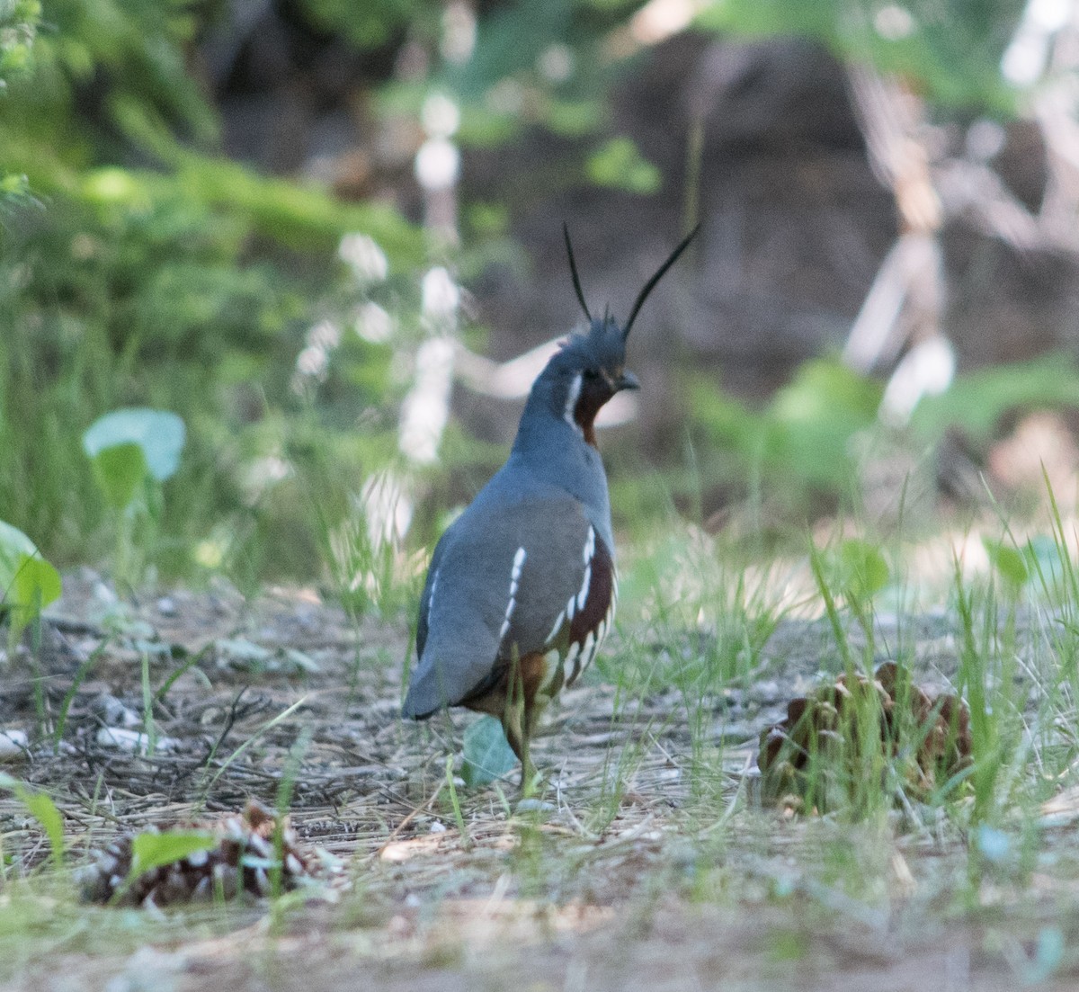 Mountain Quail - ML104976821