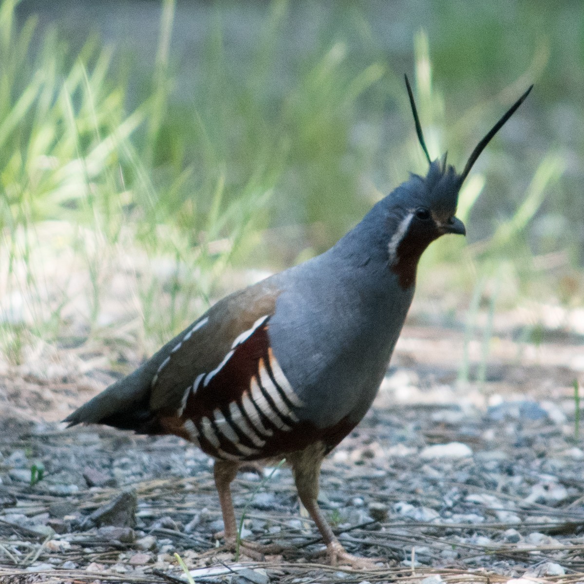 Mountain Quail - ML104976841