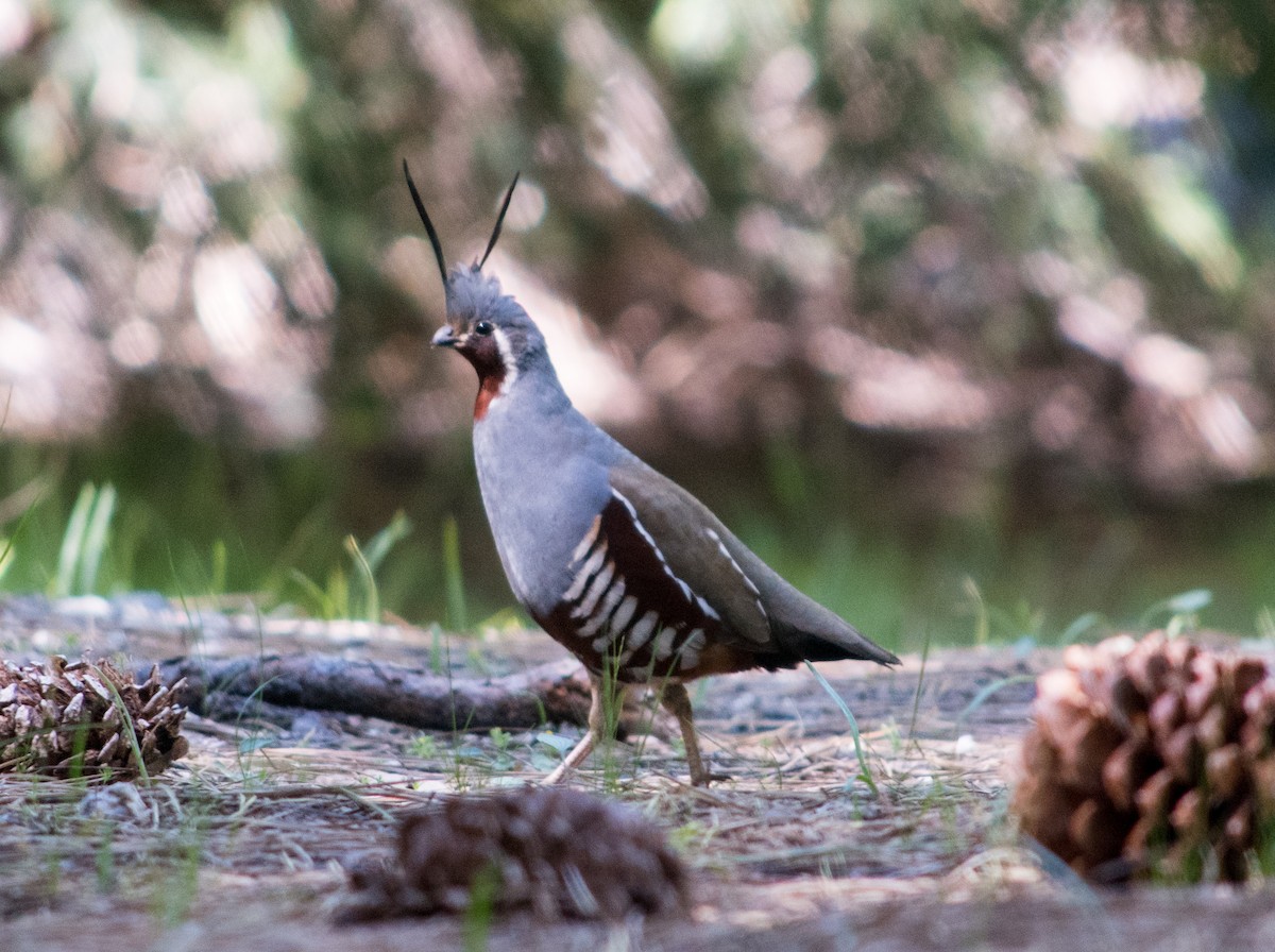 Mountain Quail - Ryan Keiffer