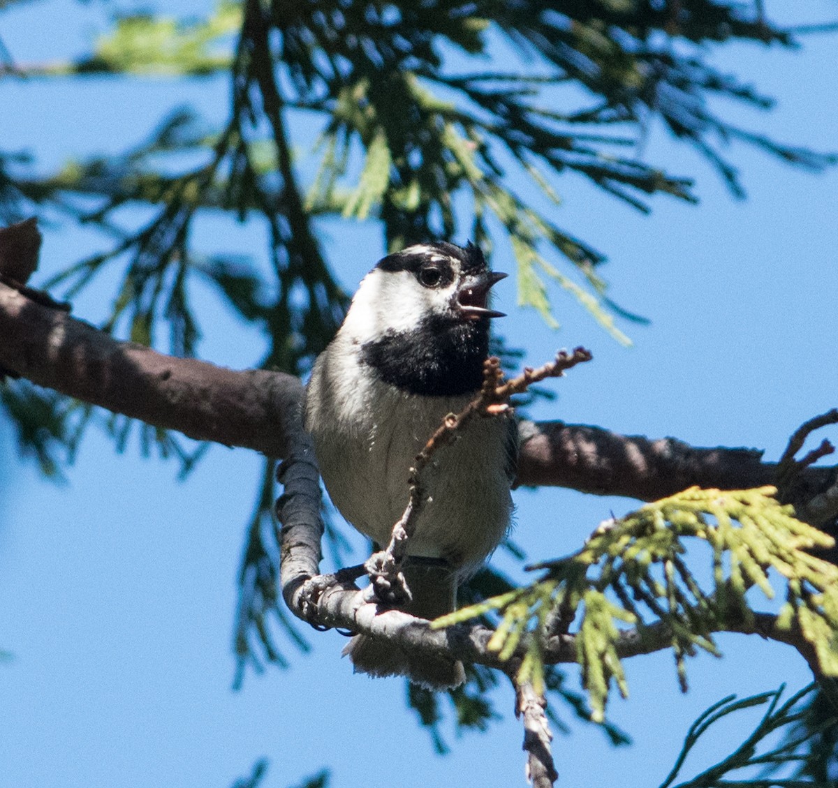 Mountain Chickadee - ML104977061