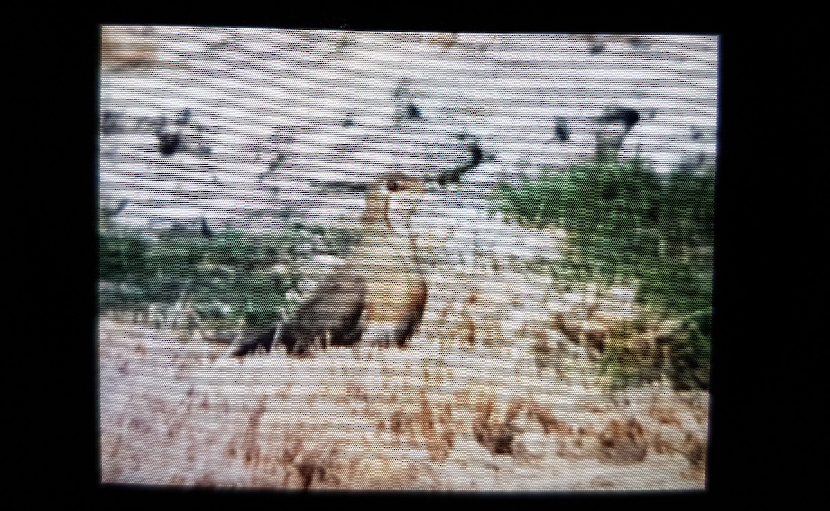 Oriental Pratincole - ML104977271