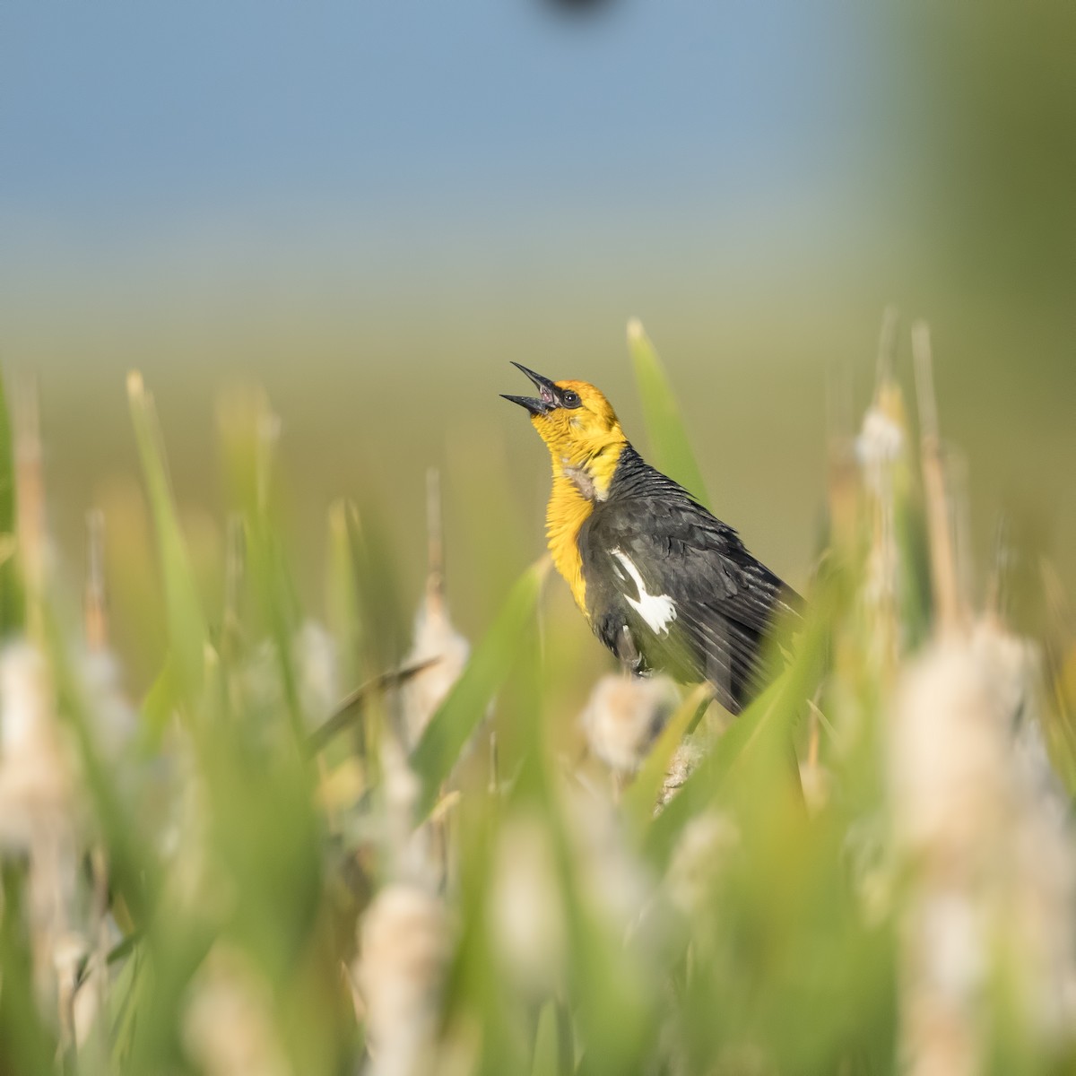 Yellow-headed Blackbird - ML104977941